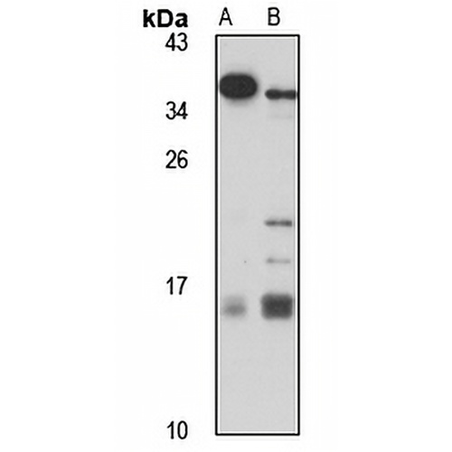 IFN alpha 2 Rabbit Polyclonal Antibody