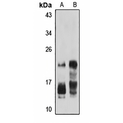 IFN alpha 8 Rabbit Polyclonal Antibody
