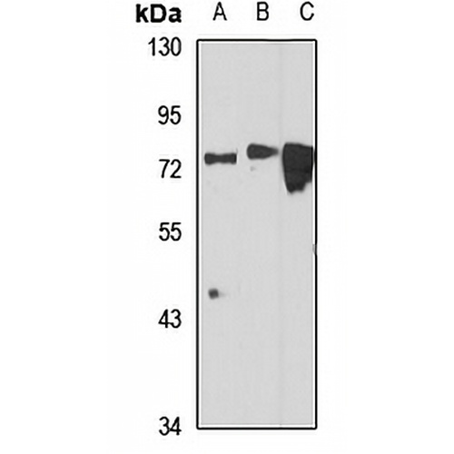 IFT74 Rabbit Polyclonal Antibody
