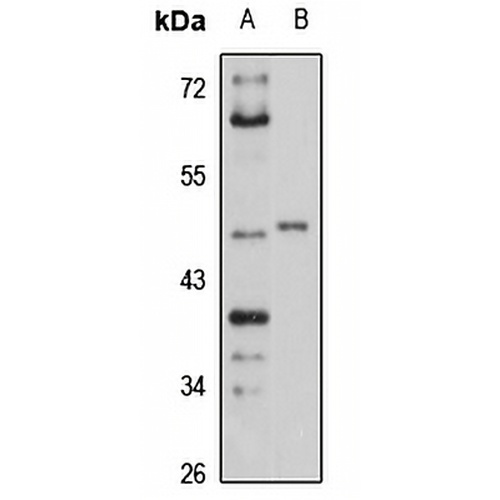 IGBP1 Rabbit Polyclonal Antibody