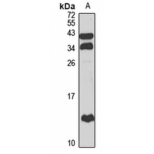 IGFL3 Rabbit Polyclonal Antibody