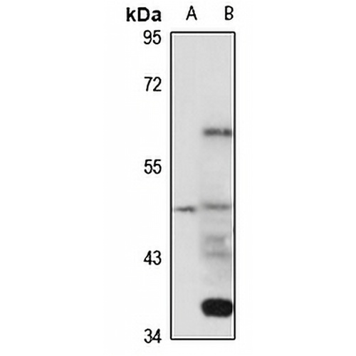 VSIG3 Rabbit Polyclonal Antibody