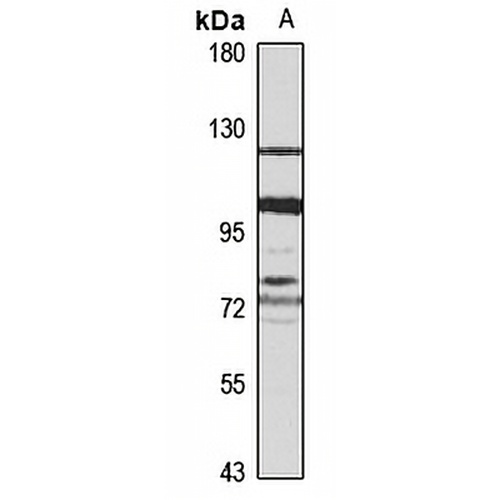 IGSF3 Rabbit Polyclonal Antibody