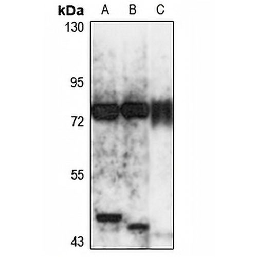 IL-17RE Rabbit Polyclonal Antibody