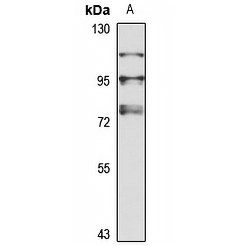 IL-1R9 Rabbit Polyclonal Antibody