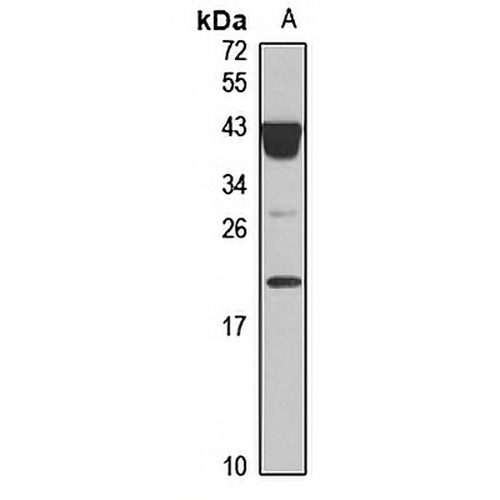 IL-20 Rabbit Polyclonal Antibody