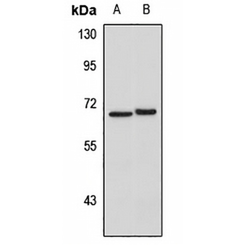 IL-22R Rabbit Polyclonal Antibody