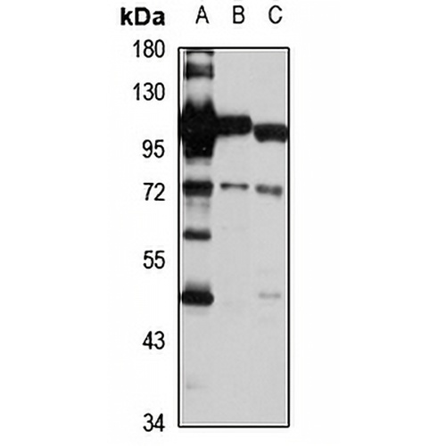 ILVBL Rabbit Polyclonal Antibody