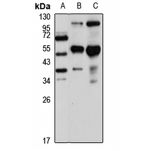 IMPA2 Rabbit Polyclonal Antibody