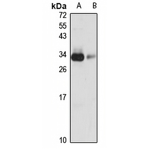 ING4 Rabbit Polyclonal Antibody