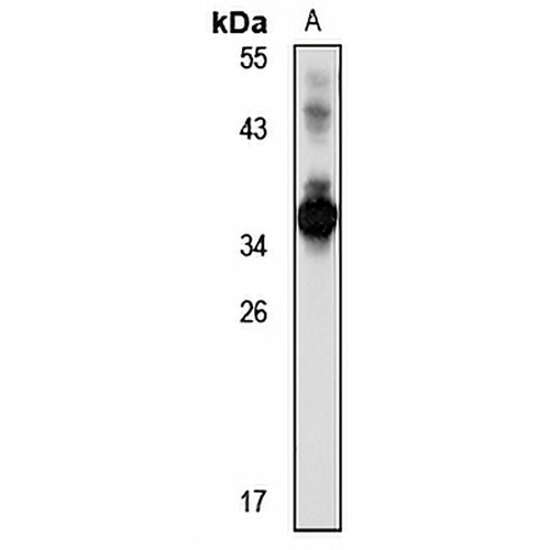 INSIG-1 Rabbit Polyclonal Antibody