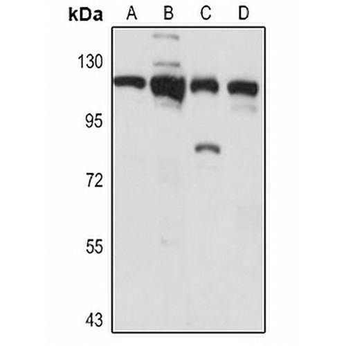 Importin-11 Rabbit Polyclonal Antibody