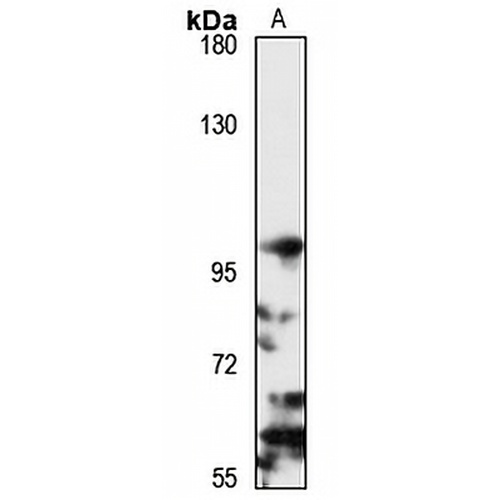 Importin-13 Rabbit Polyclonal Antibody