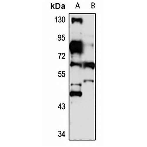IRF-2BP1 Rabbit Polyclonal Antibody