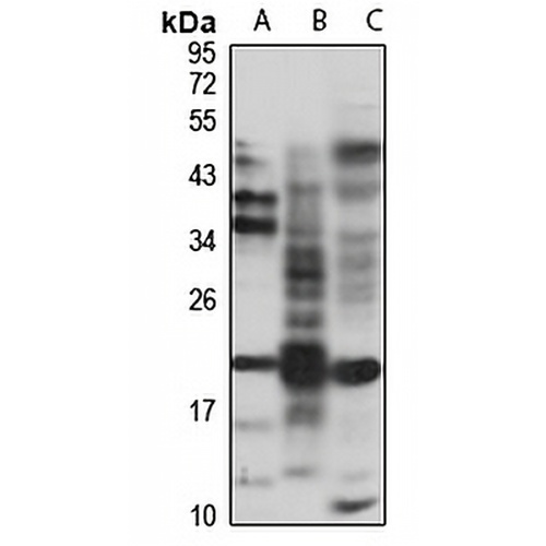 ISG20 Rabbit Polyclonal Antibody