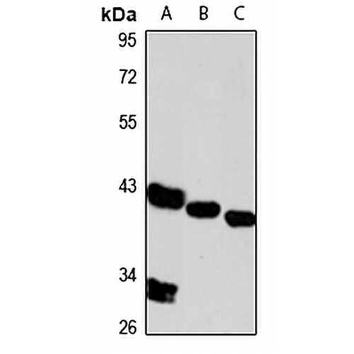 IST1 Rabbit Polyclonal Antibody