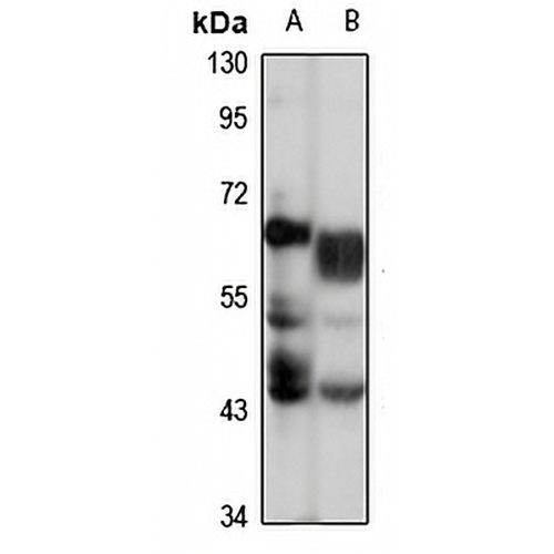ISYNA1 Rabbit Polyclonal Antibody
