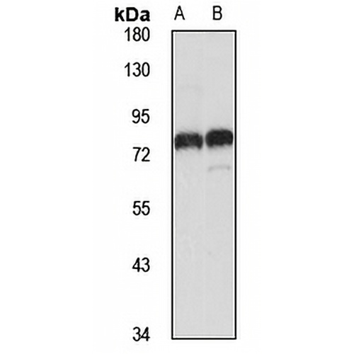 ITFG1 Rabbit Polyclonal Antibody