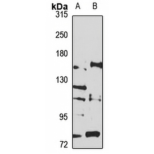 Integrin alpha 11 Rabbit Polyclonal Antibody