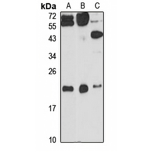 ITPase Rabbit Polyclonal Antibody