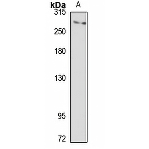 ITPR3 Rabbit Polyclonal Antibody