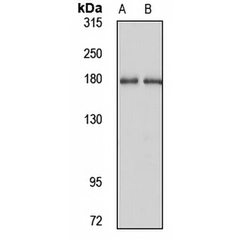 ITSN2 Rabbit Polyclonal Antibody