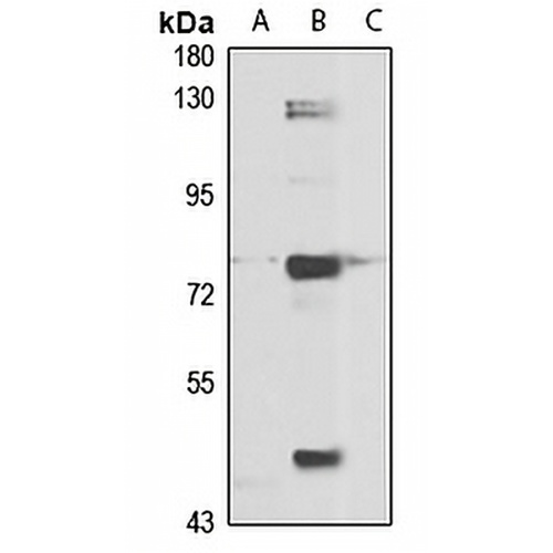 IVNS1ABP Rabbit Polyclonal Antibody