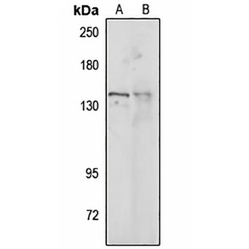 JAG2 Rabbit Polyclonal Antibody