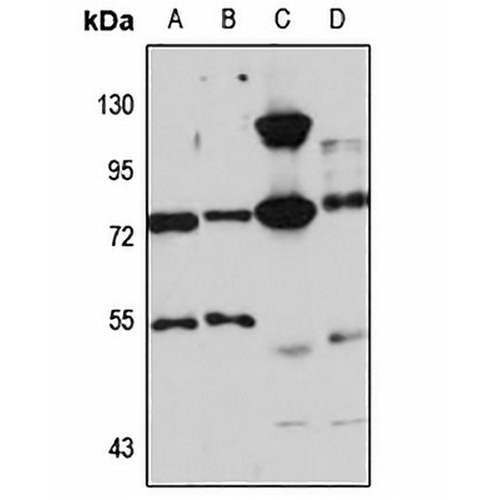 Marlin-1 Rabbit Polyclonal Antibody