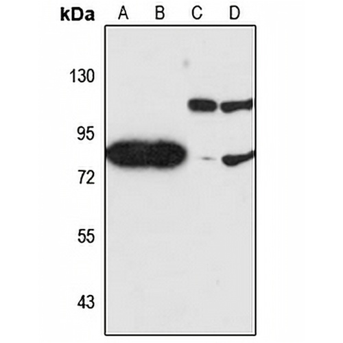 JAKMIP2 Rabbit Polyclonal Antibody