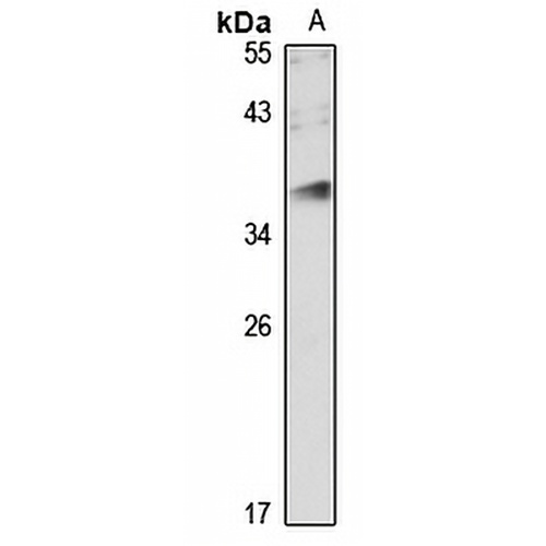 JAM3 Rabbit Polyclonal Antibody