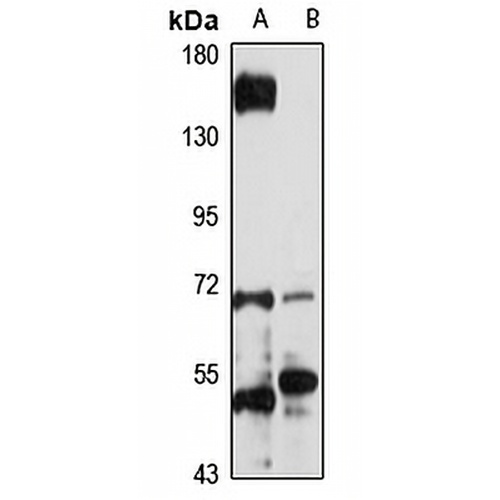 JRKL Rabbit Polyclonal Antibody