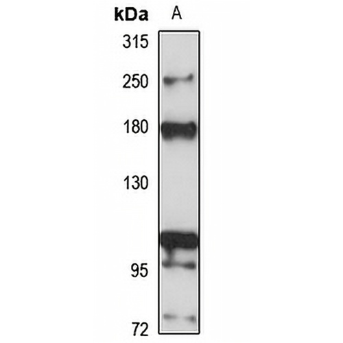MOZ Rabbit Polyclonal Antibody