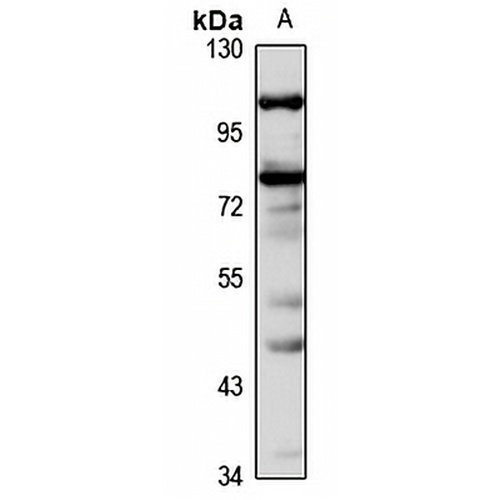 Kazrin Rabbit Polyclonal Antibody