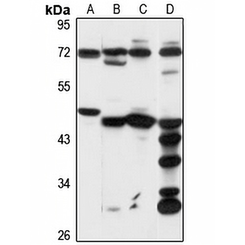 Kv-beta-1 Rabbit Polyclonal Antibody