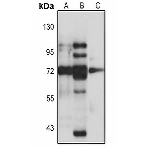 Kv4.1 Rabbit Polyclonal Antibody