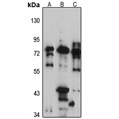 Kv6.4 Rabbit Polyclonal Antibody