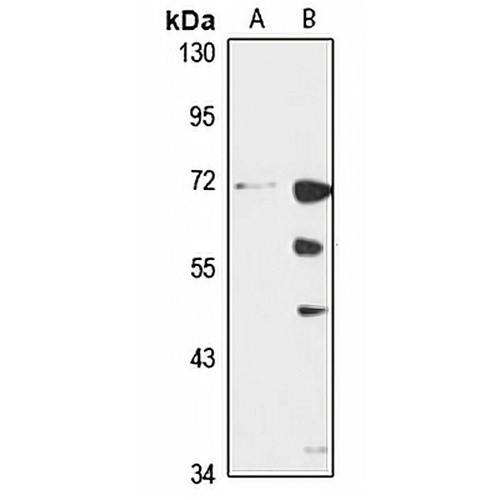 KCNN1 Rabbit Polyclonal Antibody
