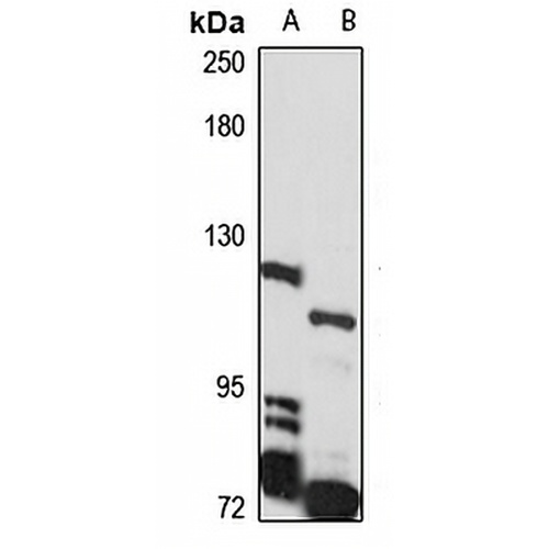 JMJD2C Rabbit Polyclonal Antibody