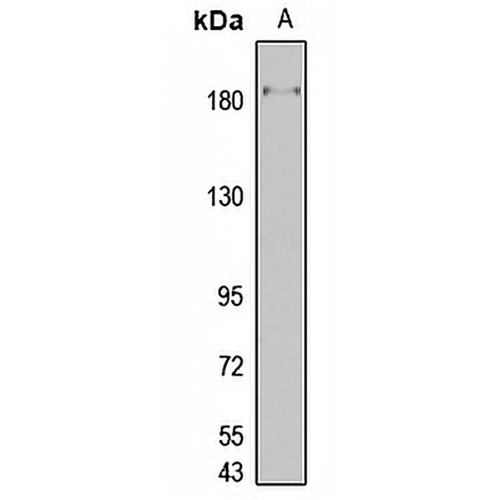 RBP2 Rabbit Polyclonal Antibody