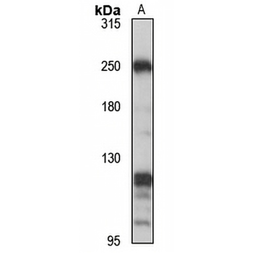 KIF13A Rabbit Polyclonal Antibody