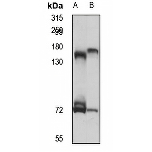 KIF17 Rabbit Polyclonal Antibody