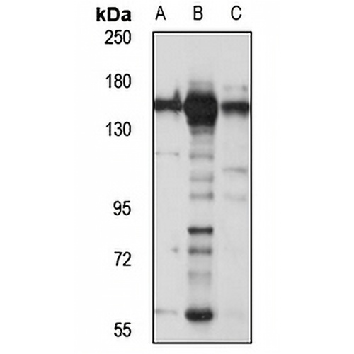 KIF1C Rabbit Polyclonal Antibody