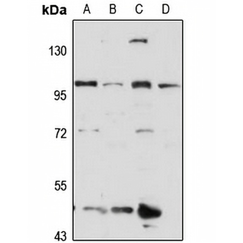 KIF20A Rabbit Polyclonal Antibody