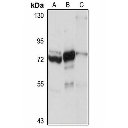 KIF22 Rabbit Polyclonal Antibody