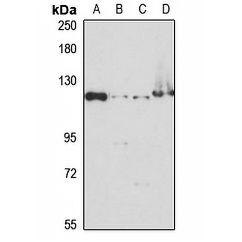 KIF5B Rabbit Polyclonal Antibody