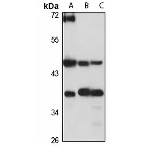 KIN17 Rabbit Polyclonal Antibody