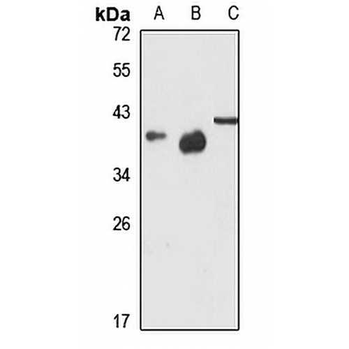 CD158d Rabbit Polyclonal Antibody