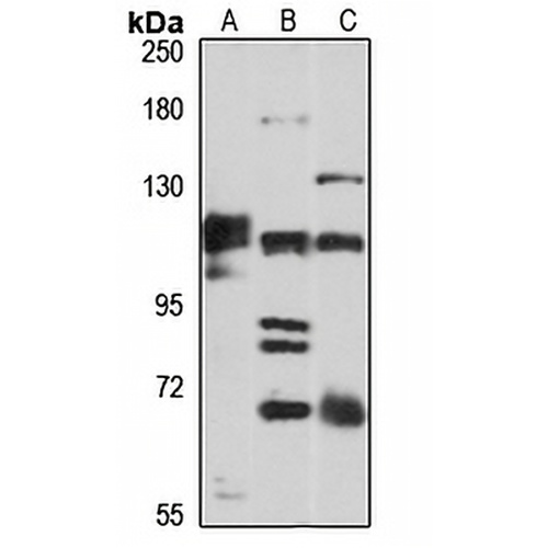Klotho Rabbit Polyclonal Antibody