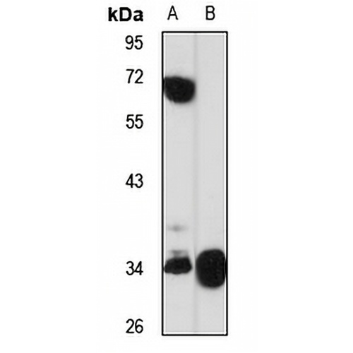 LKLF Rabbit Polyclonal Antibody